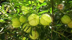 Image result for Gomphocarpus kaessneri
