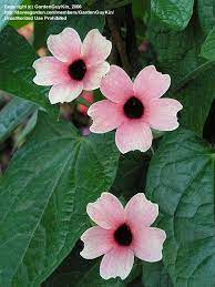 Plantfiles Pictures Black Eyed Susan Vine Apricot Smoothie Thunbergia Alata By Rosinabloom Black Eyed Susan Vine Black Eyed Susan Pansies Flowers