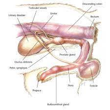 Female body parts that men like. 2021 Ultimate Veterinary Guide To Dog Anatomy With Images Vetcheck