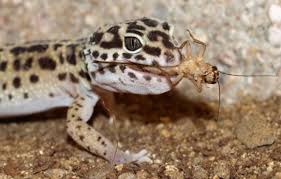 Leopard geckos are commonly fed crickets, mealworms, superworms, waxworms, and feeder roaches. Leopard Gecko Food And Diet Leopard Gecko Care