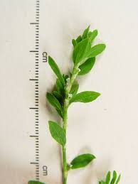 Image result for Polygonum aviculare