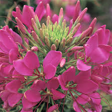 Image result for Cleome bororensis