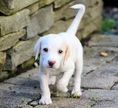 Or sunday, noon until 4:00 p.m. Lost Dog Cat Rescue Foundation Arlington Va