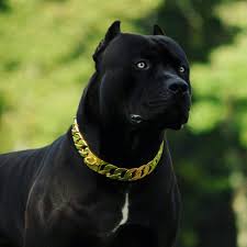 King Prague Scary Dogs Bully Breeds Dogs Dogs