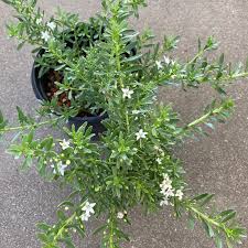 Image result for Hippocratea parvifolia