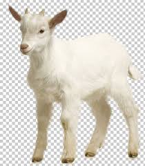 Goat Sheep Png Clipart Animals Chart Computer Graphics