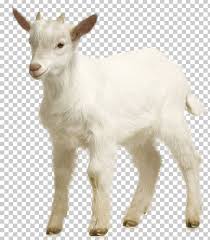 goat sheep png clipart animals chart computer graphics