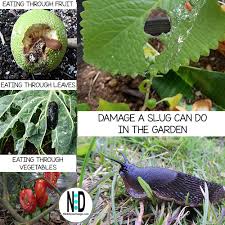 Protecting squash and cucumbers from slugs and snails snails can be a destructive or a helpful force in the garden. Slugs Nikki Lynn Design