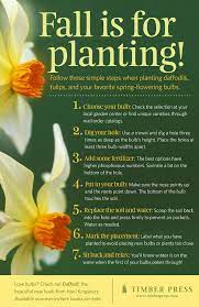 Can you dig up and replant daffodils every year? 11 Daffodil Bulbs Ideas Daffodil Bulbs Bulb Flowers Spring Bulbs