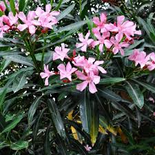 Image result for Nerium oleander