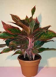 Aglaonema House Plants Care Tips Many Aglaonema Varieties Are Easy And Popular Indoor Potted Plants Plant Care Houseplant Common House Plants House Plant Care