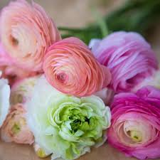 We did not find results for: Ranunculus Tecolote Flower Bulbs 30 X Large Bulbs Pastel Lace Collection Bulbs Garden Outdoors