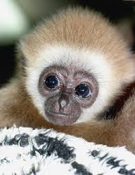 Image result for gibbon