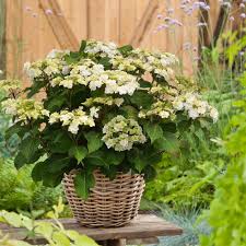 Beautiful Blooms Make Wedding Gown Hydrangea A Must Have In The Garden Hydrangea Macrophylla Garden Care Buy Hydrangeas