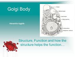 One is the cis golgi and second is the trans golgi. Golgi Body Structure Function And How The Structure Helps The Function Alexandra Aggidis Ppt Download