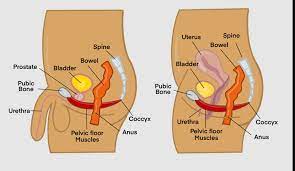6 Tricky Problems Caused By Constipation — Southern Pelvic Health Physical  Therapy