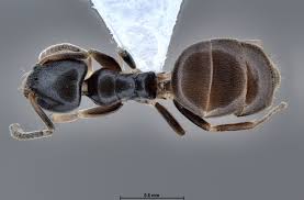 Image result for Thesium pygmaeum