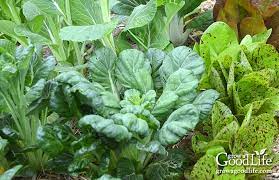However, some crops like leafy greens and root vegetables can thrive in partially shaded areas.below is a list of edible plants that you can grow in shade. 30 Vegetables That Grow In Shade
