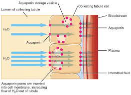 Water Balance Anatomy And Physiology Ii