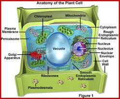 Maybe you would like to learn more about one of these? The Nucleus