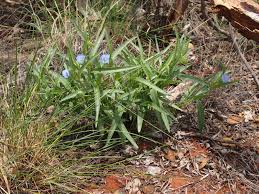 Image result for Commelina subulata