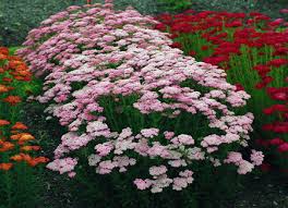 Maybe you would like to learn more about one of these? Drought Tolerant Plants Save Water Money And Time Msu Extension