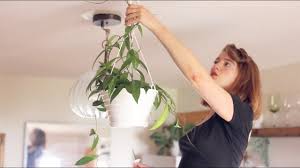 (or can install one), soniguard acoustic thermal suspended ceiling insulation can make your drop ceiling quieter in no time. How To Install Swag Hooks To Hang Plants From The Ceiling Without A Stud Finder Youtube