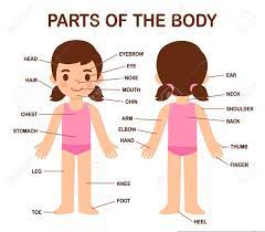 Going from head to toes. MuÈ™ca Atractiv PromiÈ›Äƒtoare Body Diagram Leitwolfschule Org