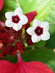 Mussaenda Flower Therapy Beautiful Flowers Pretty Flowers