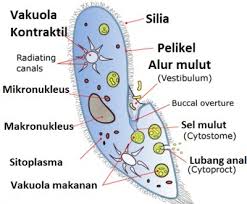 Seorang Siswa Melakukan Pengamatan Ciri Ciri Paramecium Caudatum Bagaimana Kesimpulan Yang Brainly Co Id