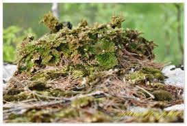 Image result for Selaginella shabaensis