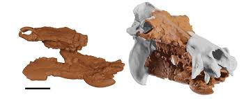 Image result for Hippocratea crenata