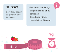 11 Ssw Schwangerschaftswoche