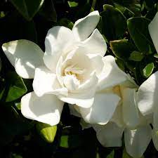 Maybe you would like to learn more about one of these? Southern Living 2 5 Quart 2 Pack White Jubilation Gardenia Flowering Shrub In Pot Lowes Com Southern Living Plants Southern Living Plant Collection Jubilation Gardenia