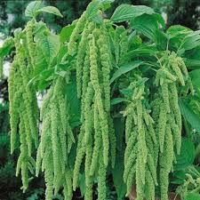 amaranthus caudatus green cascade annual flowers annual plants flower seeds