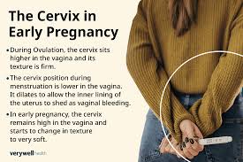 Image result for cervix position