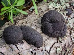 Image result for Hypoxylon multiforme