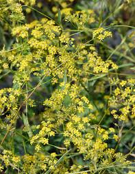 Image result for Physotrichia atropurpurea