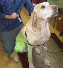 Things to do near ved holistic care centre. Classes Events Holistic Veterinary Practice