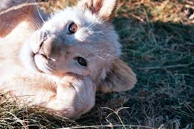 Free for commercial use no attribution required high quality images. White Lion Cub By Susanvj On Deviantart