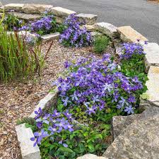 Image result for Clematis uhehensis