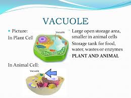 Sep 10, 2011 · central vacuole: Animal And Plant Cells Cells The Building Blocks Of All Living Things Only Visible With A Microscope Ppt Video Online Download