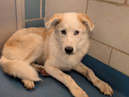 Adopt a sweet boy as your forever family