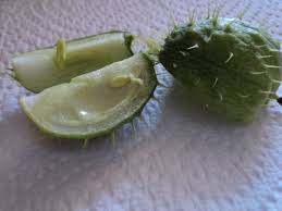 Maybe you would like to learn more about one of these? What Is This Vine With White Flowers Cactus Like Seed Pod
