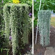 Image result for Motandra paniculata