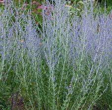 Image result for perovskia atriplicifolia 'little spire'