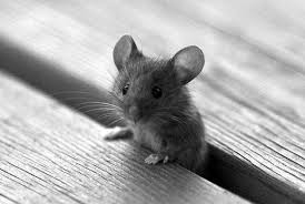 Were You Looking For Me Cute Animals Animals Baby Animals