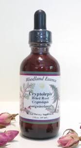 Image result for Cryptolepis products
