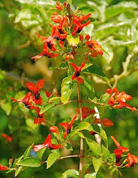 Image result for Ruttya fruticosa