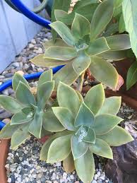Basically a fool proof succulent and perfect for beginners. Id Help Are These Beauties Just Pale Fred Ives Succulents